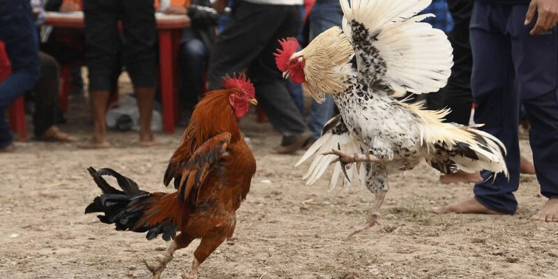 Mẹo quan sát hữu ích trong đá gà cựa dao