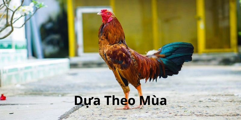 Dựa vào mùa để quyết định ra sân